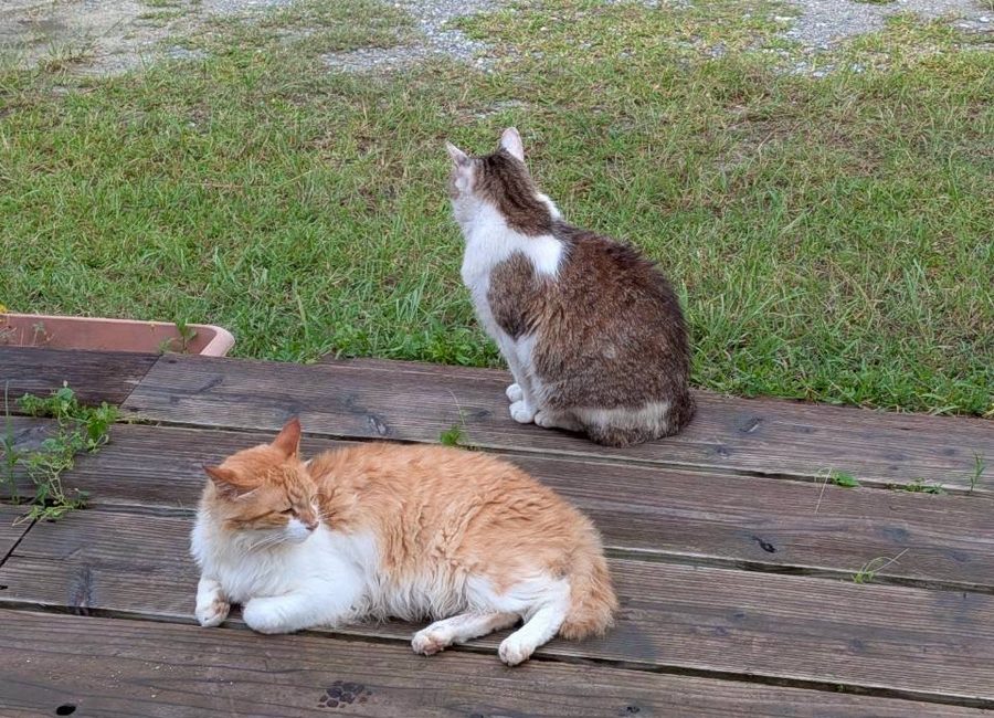 デッキでくつろぐ猫たち